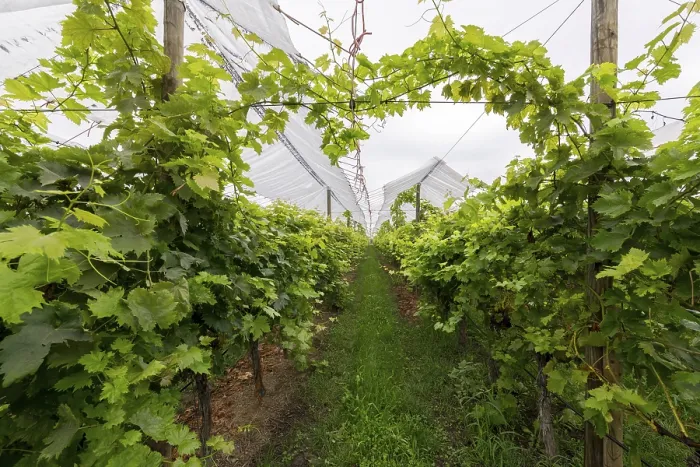 Framed Print : Vineyard covered with protective nets Print, Baden-Württemberg, Germany Framed Print : Vineyard covered with protective nets Print, Baden-Württemberg, Germany