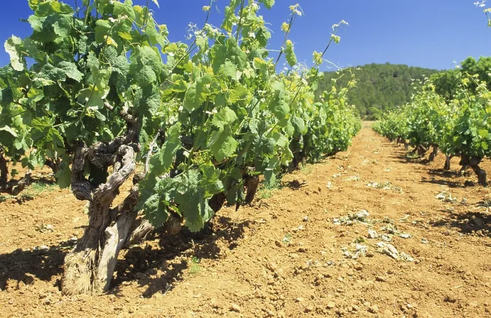 Framed Print : Vineyard on Ibiza Print Framed Print : Vineyard on Ibiza Print