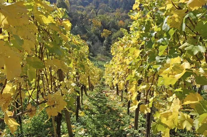 Framed Print : Vineyard and Mixed Forest Hillside Print, Stuttgart, Germany Framed Print : Vineyard and Mixed Forest Hillside Print, Stuttgart, Germany