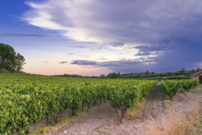 Framed Print : Vineyard in Provence Print Framed Print : Vineyard in Provence Print