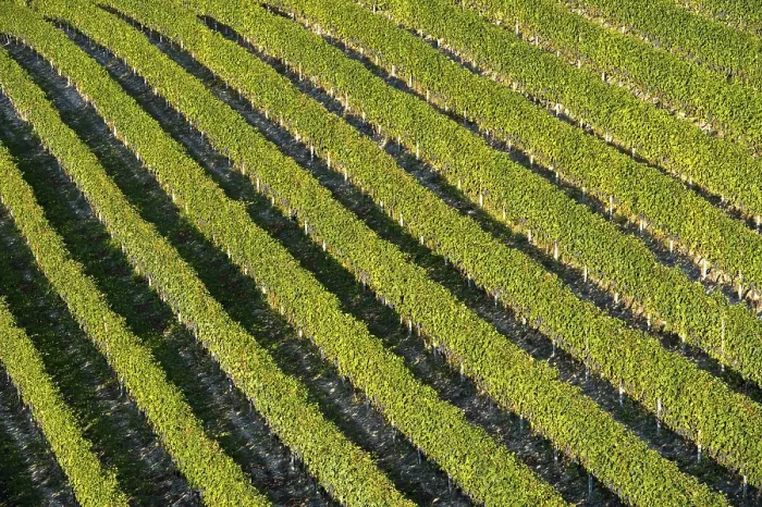 Framed Print : Vineyard with Rows of Grape Vines Print, Treiso, Italy Framed Print : Vineyard with Rows of Grape Vines Print, Treiso, Italy