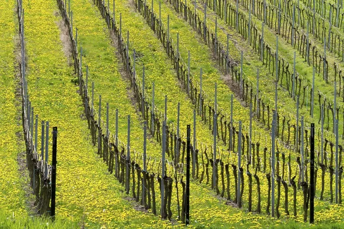 Framed Print : Vineyard in Spring Print Framed Print : Vineyard in Spring Print