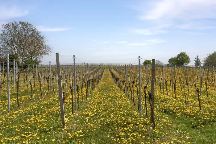 Framed Print : Vineyard in Spring with Dandelions Print, Rhineland-Palatinate Germany Framed Print : Vineyard in Spring with Dandelions Print, Rhineland-Palatinate Germany