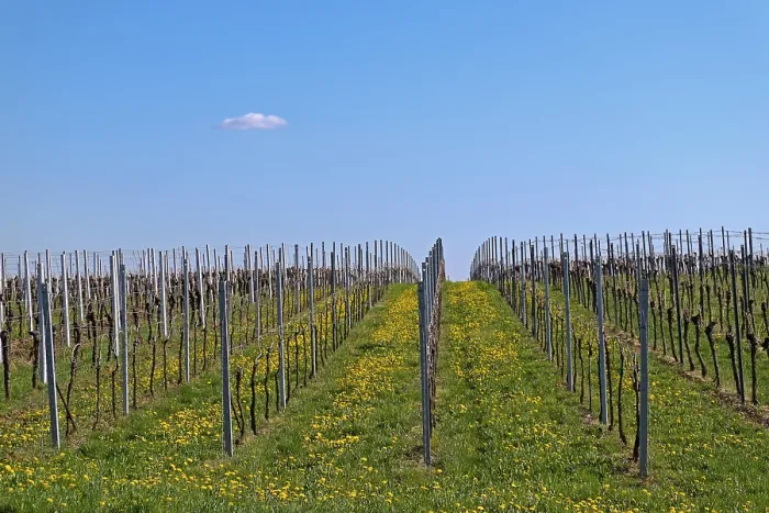 Framed Print : Vineyard in Spring Print, Godramstein, Germany Framed Print : Vineyard in Spring Print, Godramstein, Germany
