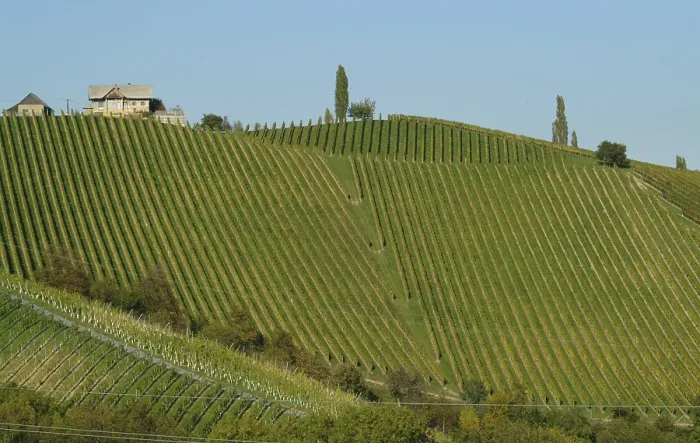 Framed Print : Vineyard at Styrian Vinestreet Print Framed Print : Vineyard at Styrian Vinestreet Print