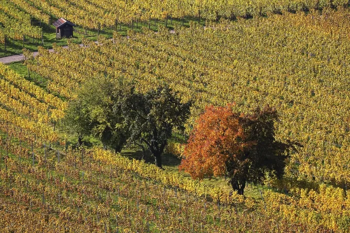 Framed Print : Autumn Vineyard Print, Schriesheim Germany Framed Print : Autumn Vineyard Print, Schriesheim Germany