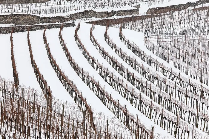 Framed Print : Wachau Vineyards Under Snow Print, Austria Framed Print : Wachau Vineyards Under Snow Print, Austria