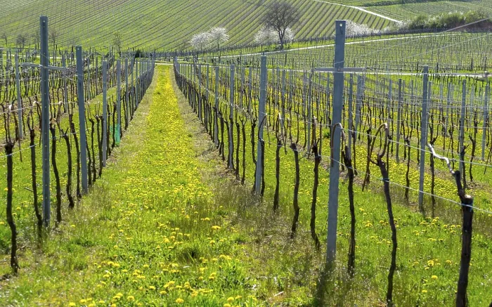 Framed Print : Vineyards in Spring Print Framed Print : Vineyards in Spring Print