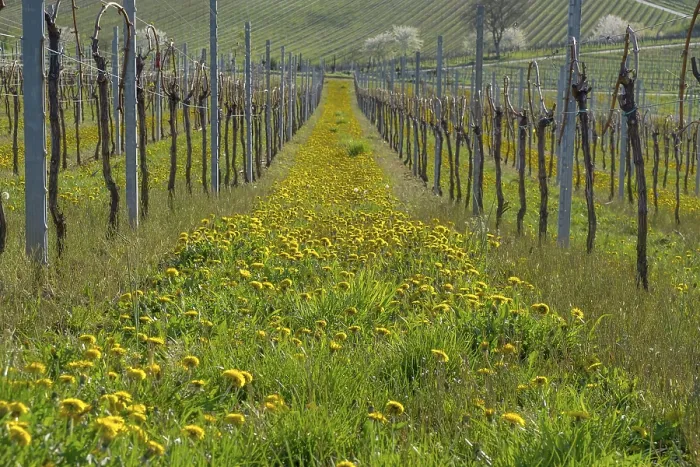 Framed Print : Vineyards in Spring with Dandelions Print, Germany Framed Print : Vineyards in Spring with Dandelions Print, Germany