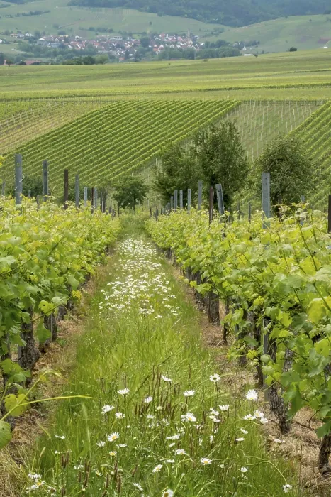 Framed Print : Vineyards in Spring Print, Rhineland-Palatinate, Germany Framed Print : Vineyards in Spring Print, Rhineland-Palatinate, Germany