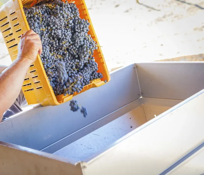 Framed Print : Red Grape Harvest Print: Processing Machine Framed Print : Red Grape Harvest Print: Processing Machine