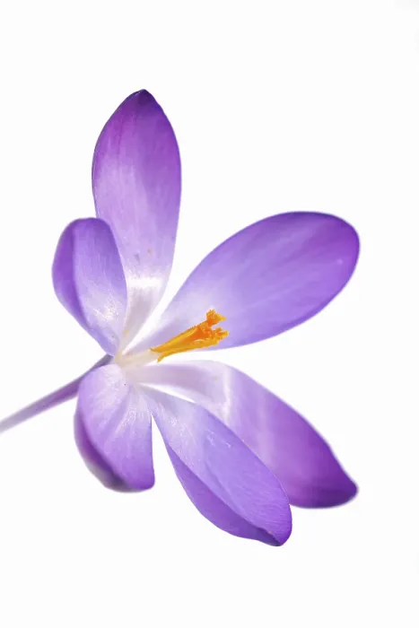 Framed Print : Violet Crocus Print - Crocus Flowers Framed Print : Violet Crocus Print - Crocus Flowers