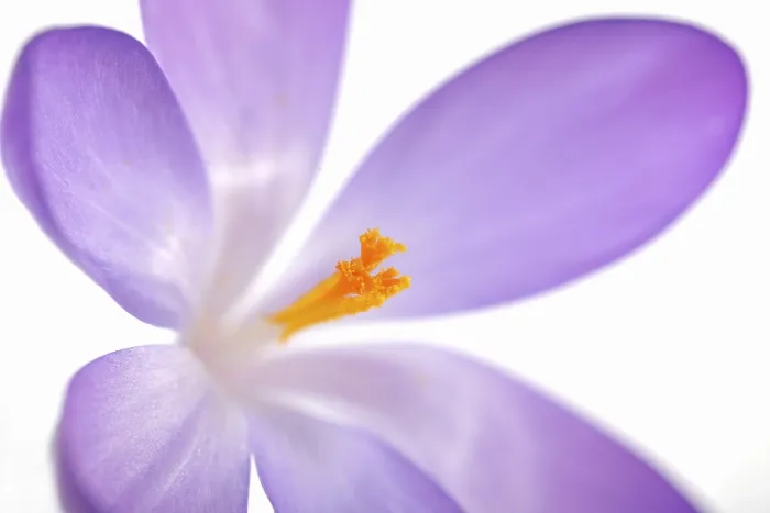 Framed Print : Violet Crocus Print - A Delicate Spring Bloom Framed Print : Violet Crocus Print - A Delicate Spring Bloom