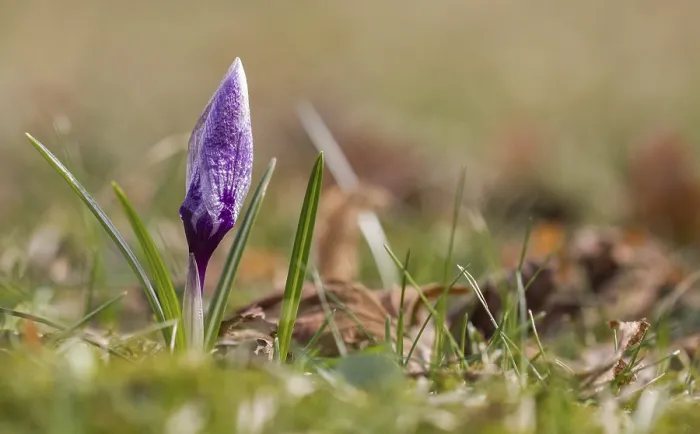 Framed Print : Violet Crocus (Crocus) Print - Closed Flower Framed Print : Violet Crocus (Crocus) Print - Closed Flower