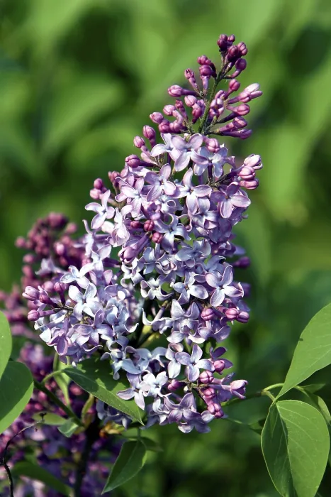 Framed Print : Violet Syringa Print Framed Print : Violet Syringa Print
