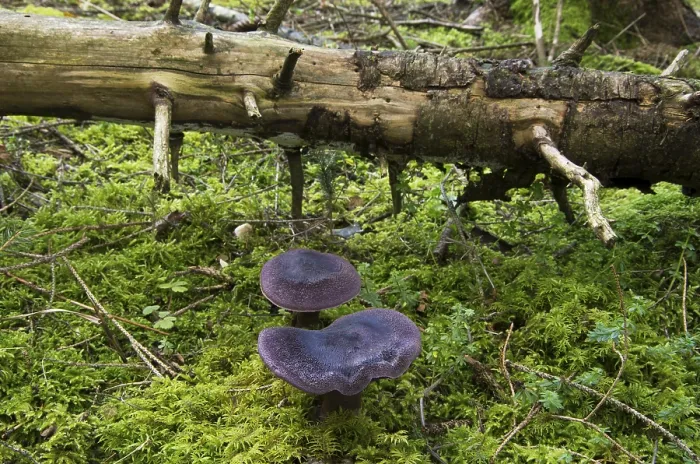 Framed Print : Violet webcap Print: Coniferous forest, Alsace, France Framed Print : Violet webcap Print: Coniferous forest, Alsace, France