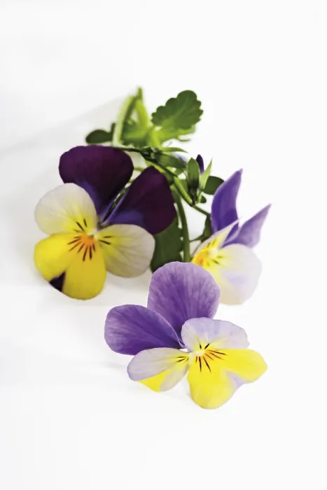Framed Print : Violets Print by Van Gogh Framed Print : Violets Print by Van Gogh