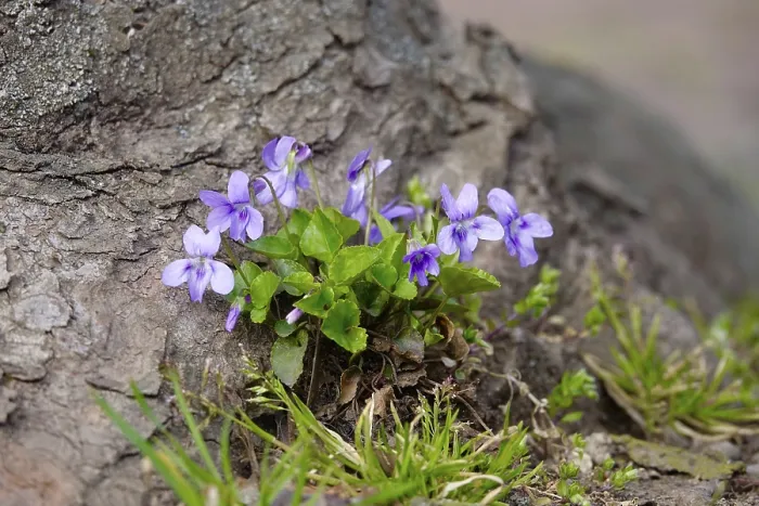 Framed Print : Violets on a Chestnut Print, Spring Scene Framed Print : Violets on a Chestnut Print, Spring Scene