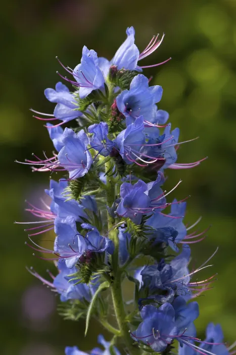 Framed Print : Viper's Bugloss Print, Bavaria, Germany Framed Print : Viper's Bugloss Print, Bavaria, Germany