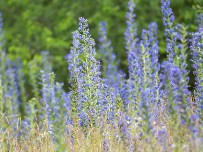 Framed Print : Viper's Bugloss Print, Thuringia, Germany Framed Print : Viper's Bugloss Print, Thuringia, Germany