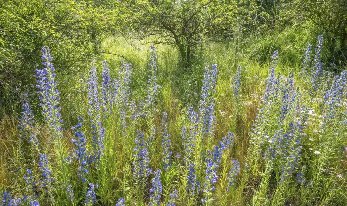 Framed Print : Viper's Bugloss Print, Thuringia, Germany Framed Print : Viper's Bugloss Print, Thuringia, Germany