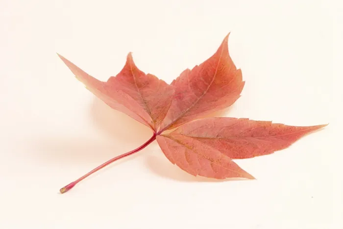 Framed Print : Virginia Creeper Print
