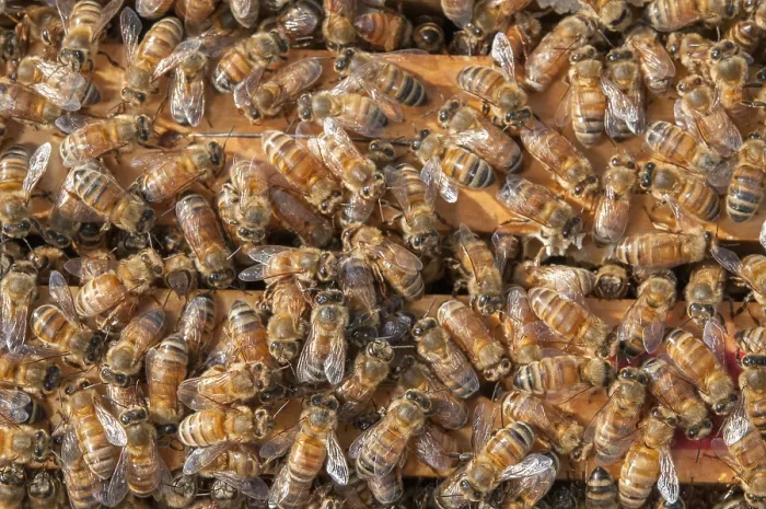Framed Print : Beehives: Bees on Top of Honey Frames Print