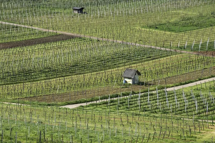 Framed Print : Viticulture Print: Spring Vineyards in Schriesheim, Germany Framed Print : Viticulture Print: Spring Vineyards in Schriesheim, Germany