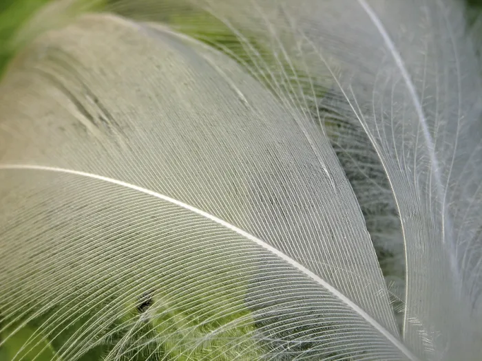 Framed Print : Vogelfeder Print - Bird Feather Close-up Framed Print : Vogelfeder Print - Bird Feather Close-up