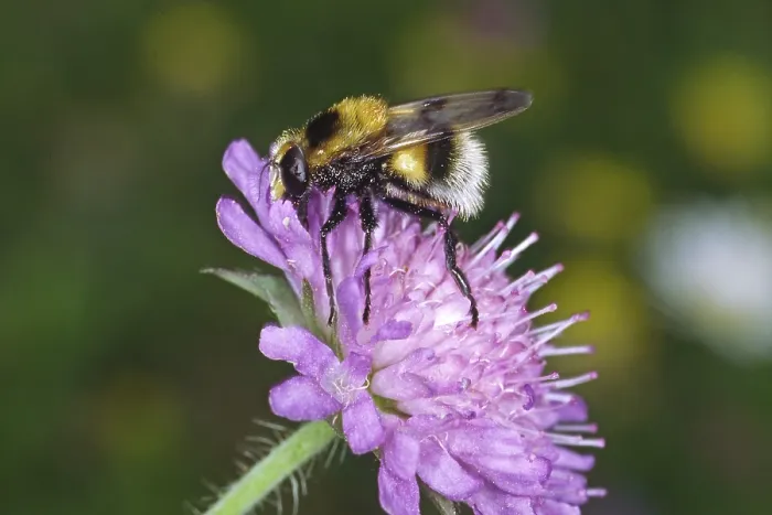 Framed Print : Volucella bombylans Print - Bumblebee Hoverfly Framed Print : Volucella bombylans Print - Bumblebee Hoverfly