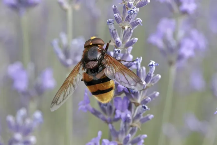 Framed Print : Volucella ianis Hoverfly Print