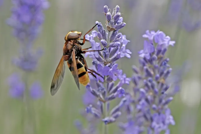 Framed Print : Volucella ianis Hoverfly Print Framed Print : Volucella ianis Hoverfly Print
