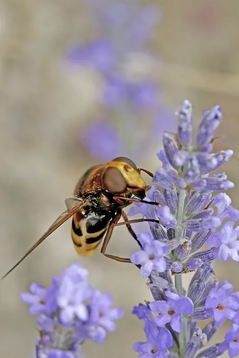 Framed Print : Volucella ianis Hoverfly Print