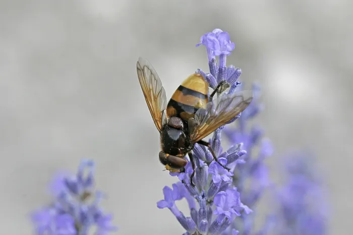 Framed Print : Volucella ianis Print - Hoverfly in Flight Framed Print : Volucella ianis Print - Hoverfly in Flight