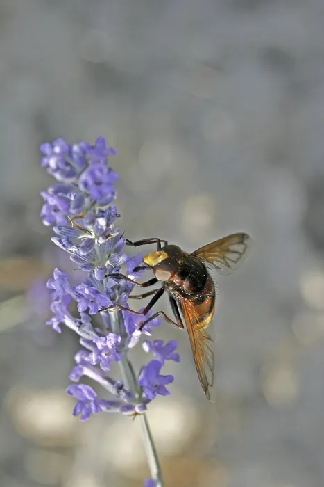 Framed Print : Volucella ianis Hoverfly Print Framed Print : Volucella ianis Hoverfly Print