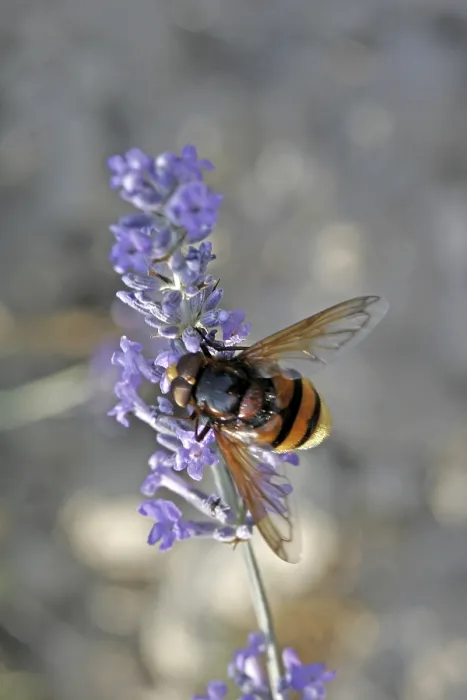 Framed Print : Volucella ianis Hoverfly Print Framed Print : Volucella ianis Hoverfly Print