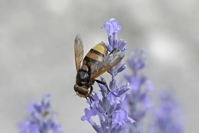 Framed Print : Volucella ianis Hoverfly Print Framed Print : Volucella ianis Hoverfly Print