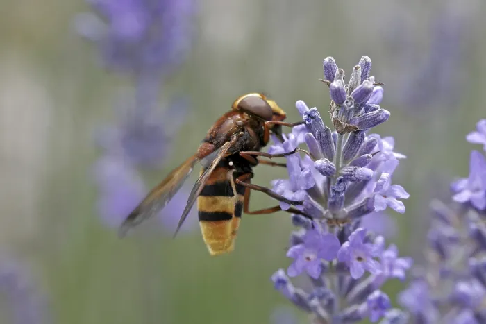 Framed Print : Volucella ianis Hoverfly Print Framed Print : Volucella ianis Hoverfly Print