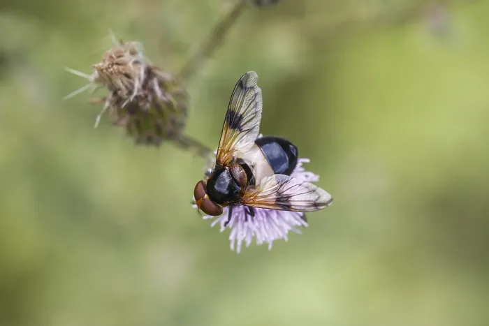 Framed Print : Pellucid Hoverfly Print - Volucella pellucens Framed Print : Pellucid Hoverfly Print - Volucella pellucens