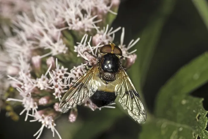 Framed Print : Volucella pellucens Print - Hoverfly Framed Print : Volucella pellucens Print - Hoverfly