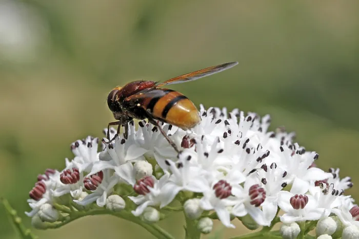 Framed Print : Volucella zonaria Print - Hoverfly Image