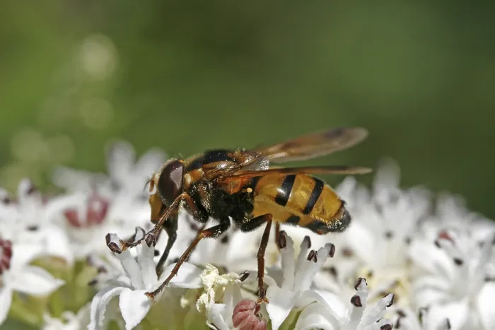 Framed Print : Volucella zonaria Print - Hoverfly Image Framed Print : Volucella zonaria Print - Hoverfly Image