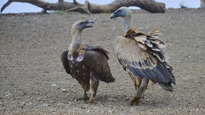Framed Print : Griffon Vultures, Crete Print Framed Print : Griffon Vultures, Crete Print