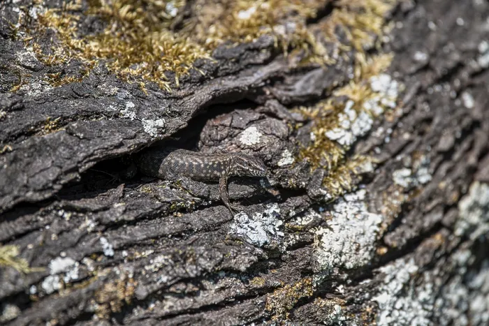 Framed Print : Wall Lizard Print, Stolberg, Germany Framed Print : Wall Lizard Print, Stolberg, Germany