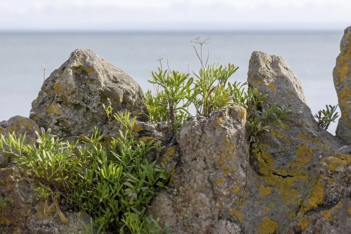Framed Print : Wall Part, Herbs on the Beach Print, Mumbles Head, Wales Framed Print : Wall Part, Herbs on the Beach Print, Mumbles Head, Wales