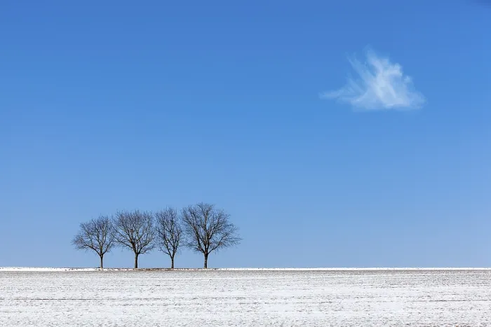 Framed Print : Walnut Trees Print: Palatinate Winter Scene Framed Print : Walnut Trees Print: Palatinate Winter Scene