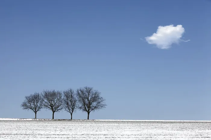 Framed Print : Four Walnut Trees in Winter with Snow Print, Germany Framed Print : Four Walnut Trees in Winter with Snow Print, Germany