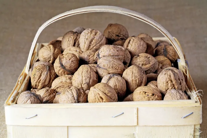 Framed Print : Walnuts in a Basket Print Framed Print : Walnuts in a Basket Print