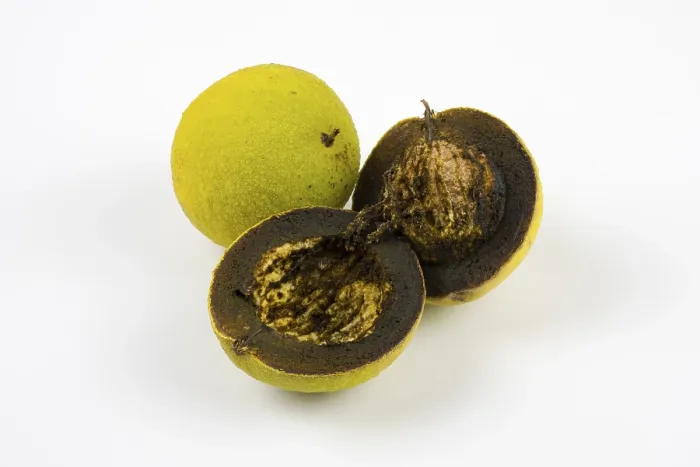 Framed Print : Black Walnut, Whole and Halved Print