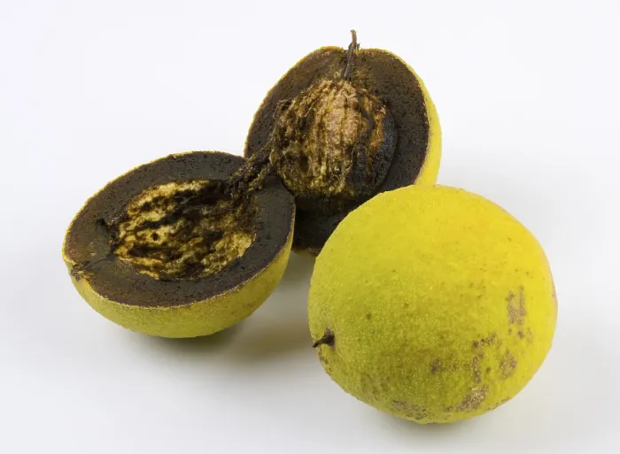 Framed Print : Black Walnut, Whole and Halved Print Framed Print : Black Walnut, Whole and Halved Print